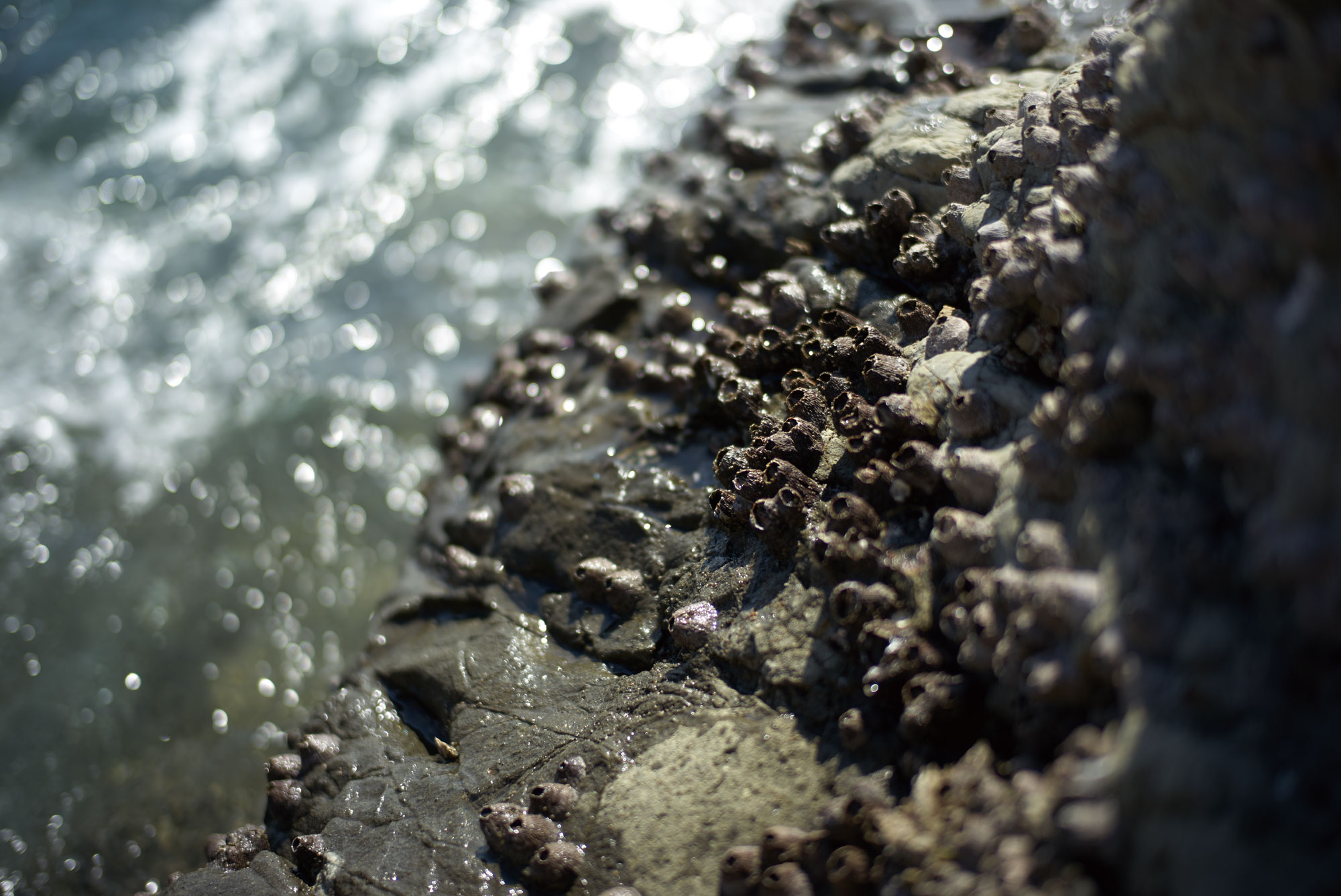 ライカ ズミルックス M 50mm f1.4