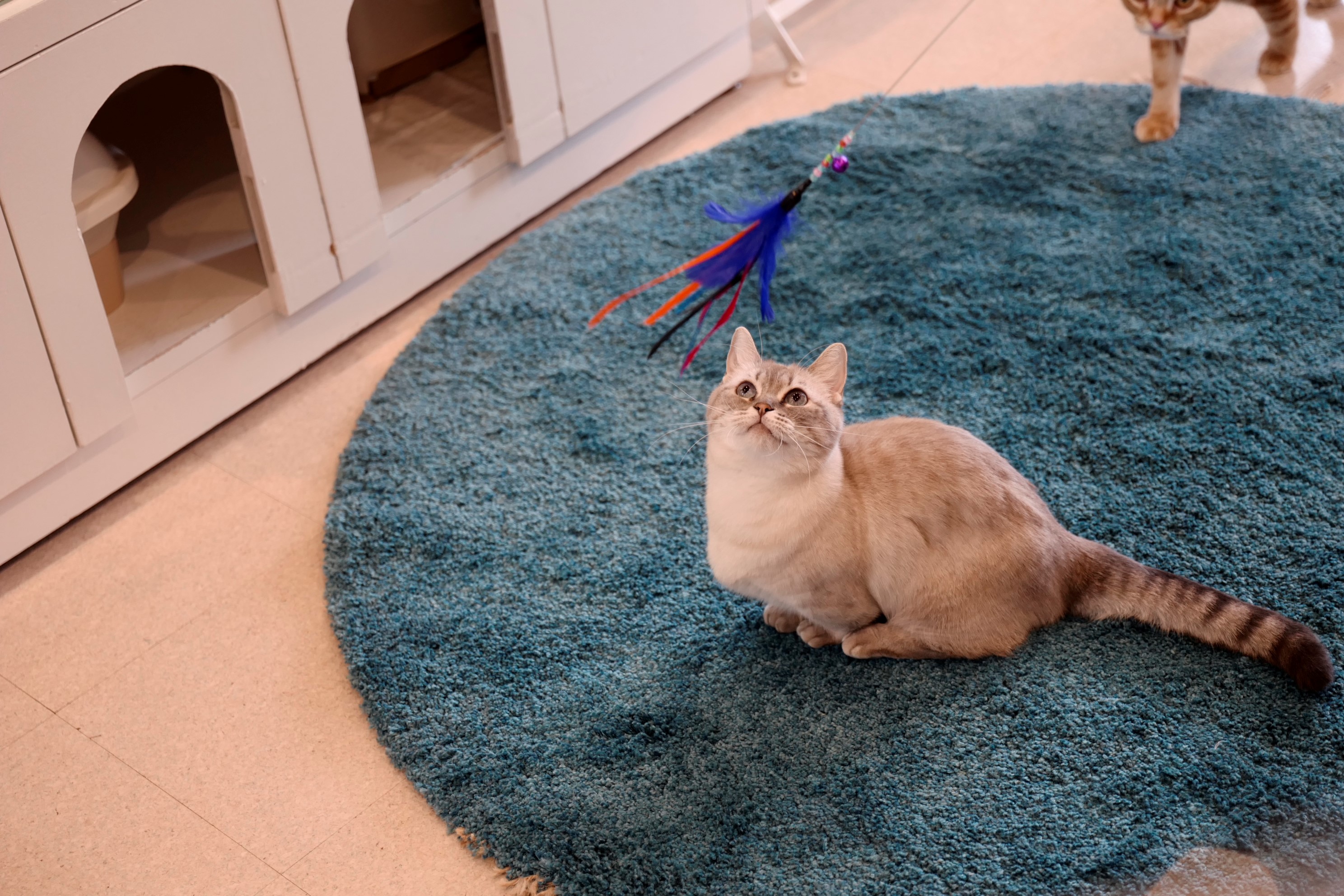 ライカ阪急うめだ店 ライカ 猫カフェフォトセミナー開催 ライカオンラインストア