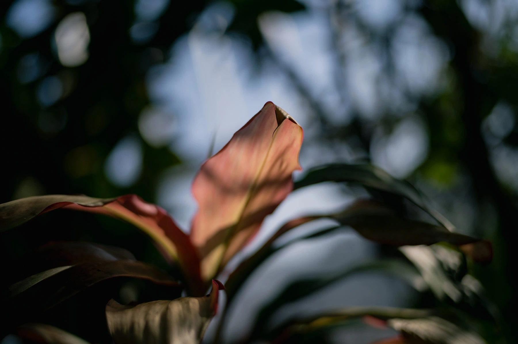 ライカM11 + ズミルックスM f1.4/50mm ASPH.