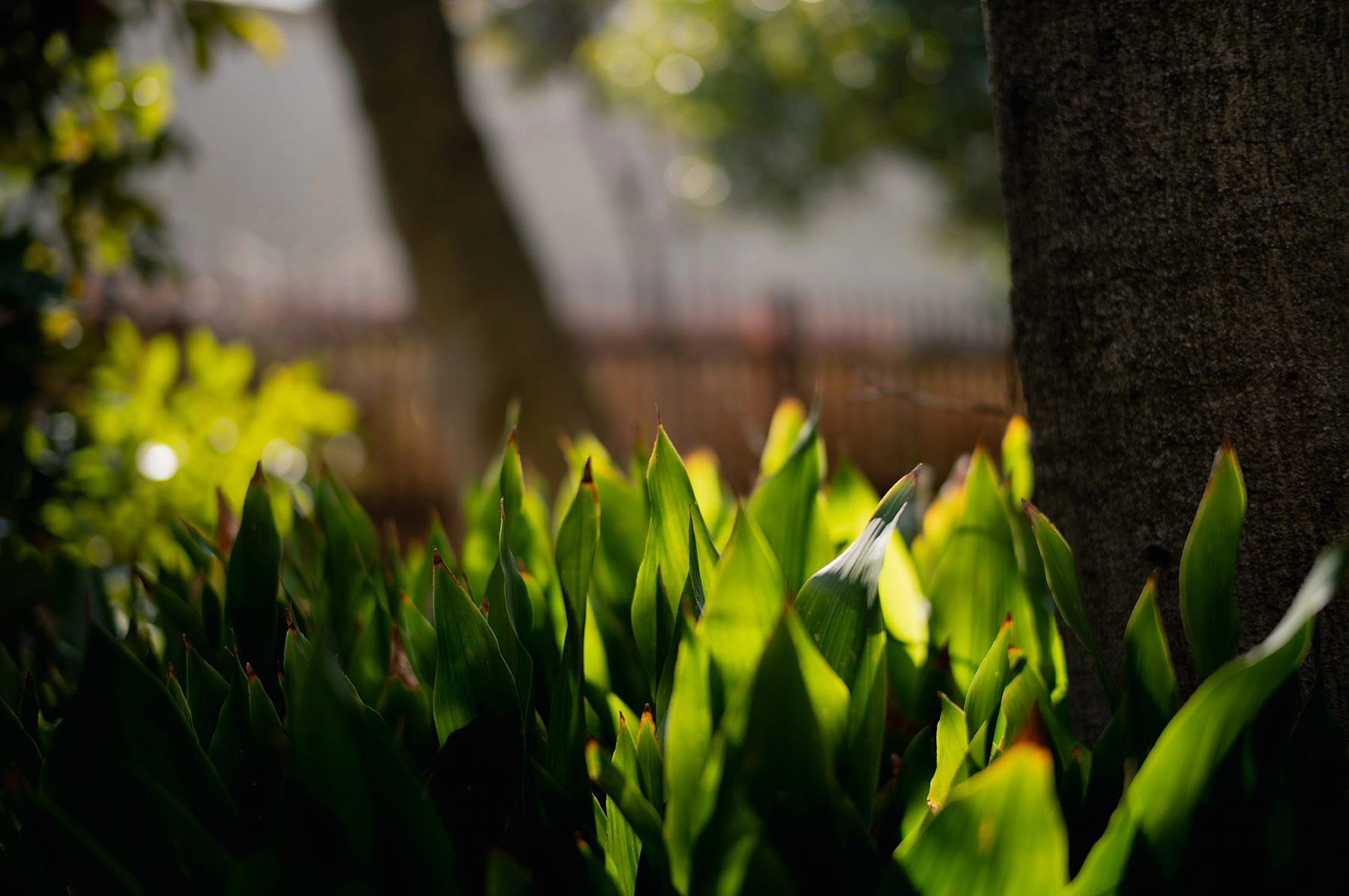 ライカM11 + ズミルックスM f1.4/50mm ASPH.
