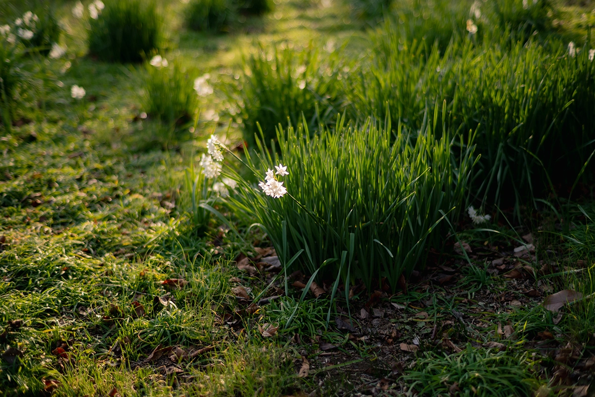 ライカM11 + Summilux 50mm(11714)