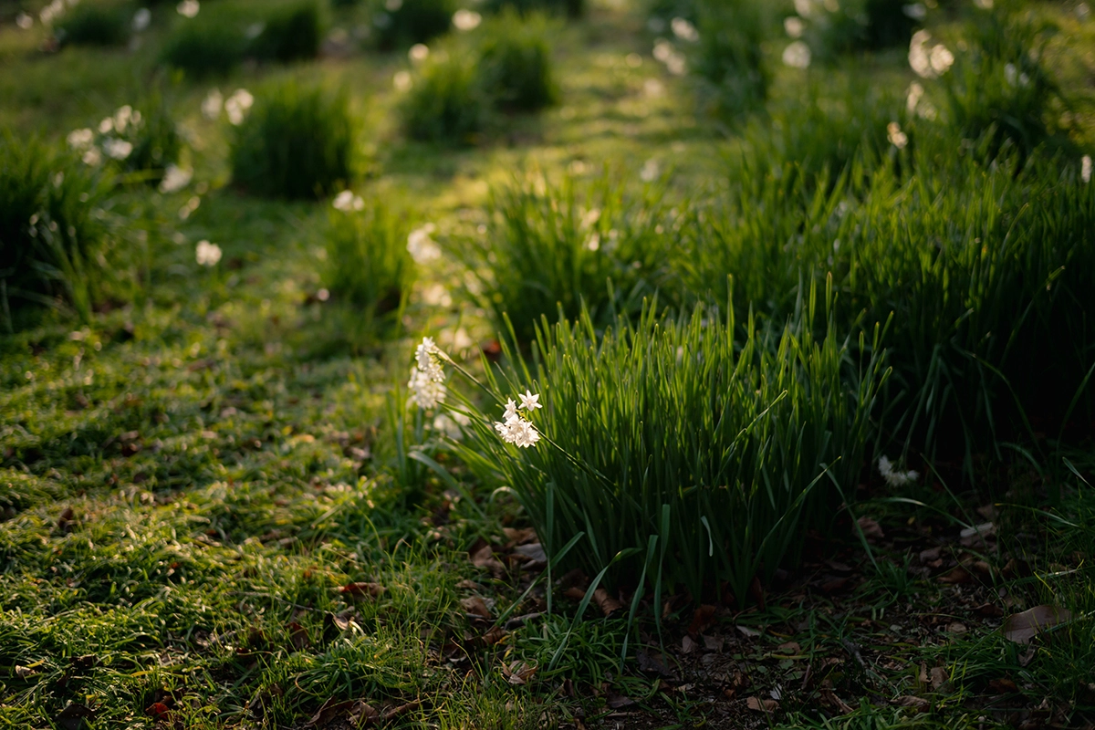 ライカM11 + Summilux 50mm F1.4(11728)