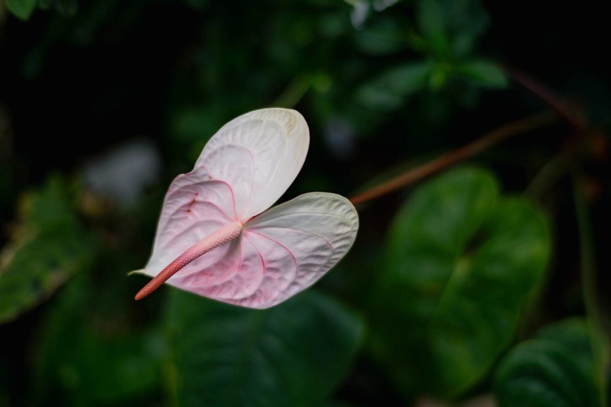 ライカM11 + Summilux 50mm(11714)