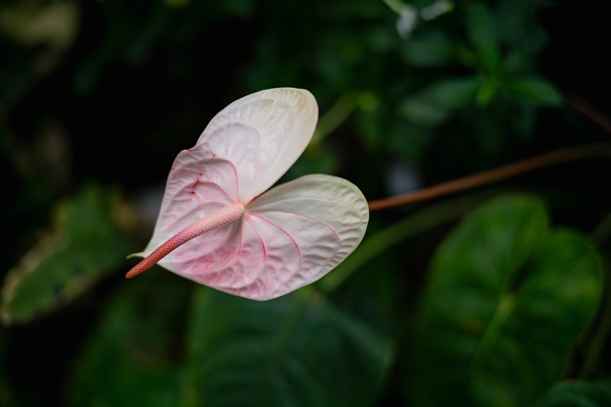 ライカM11 + Summilux 50mm (11728)