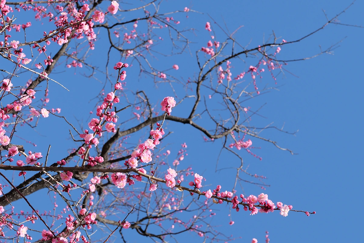 f5.6, 1/500, ISO200, 75mm/ライカD-LUX8