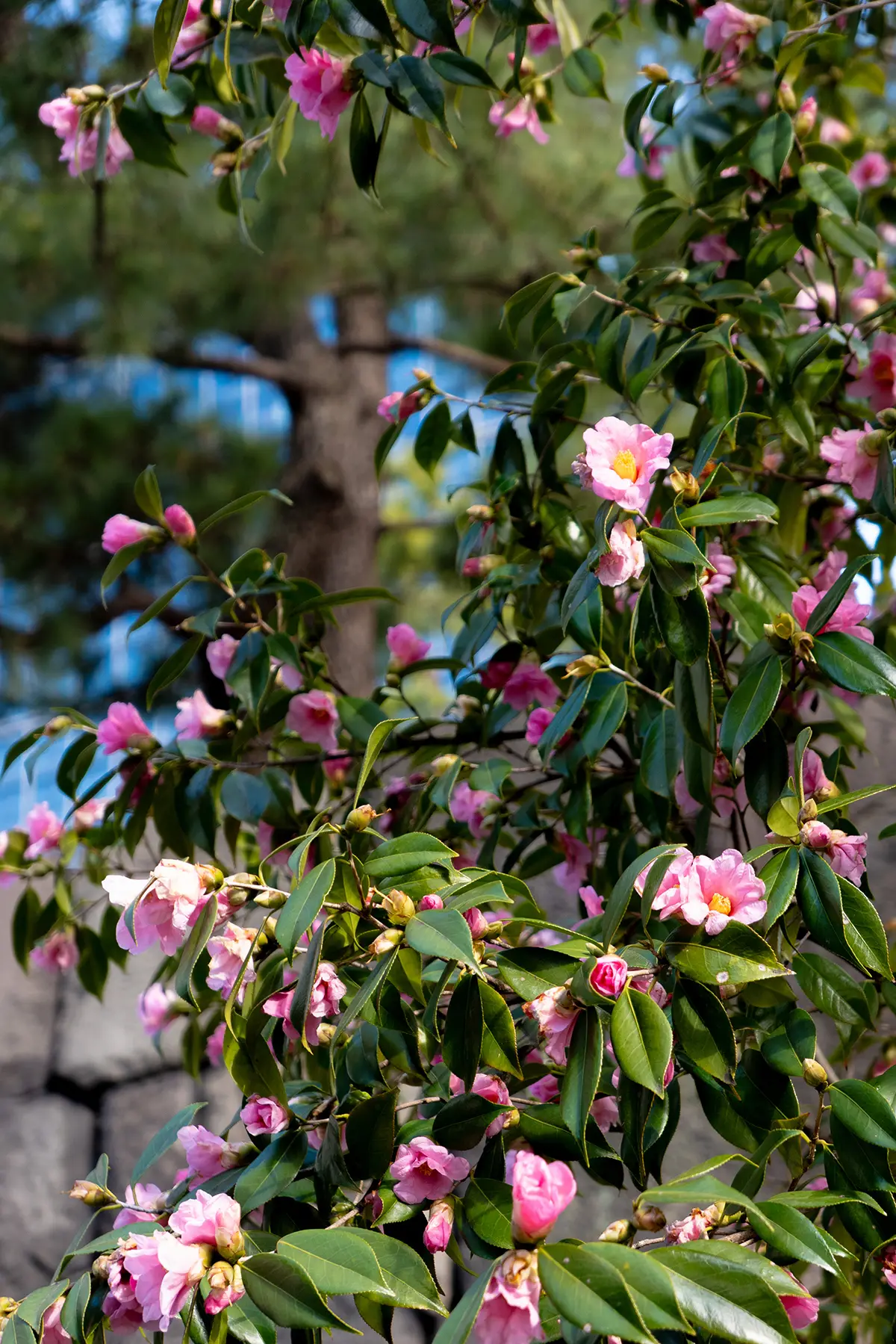 f2.8, 1/250, ISO200, 75mm/ライカD-LUX8