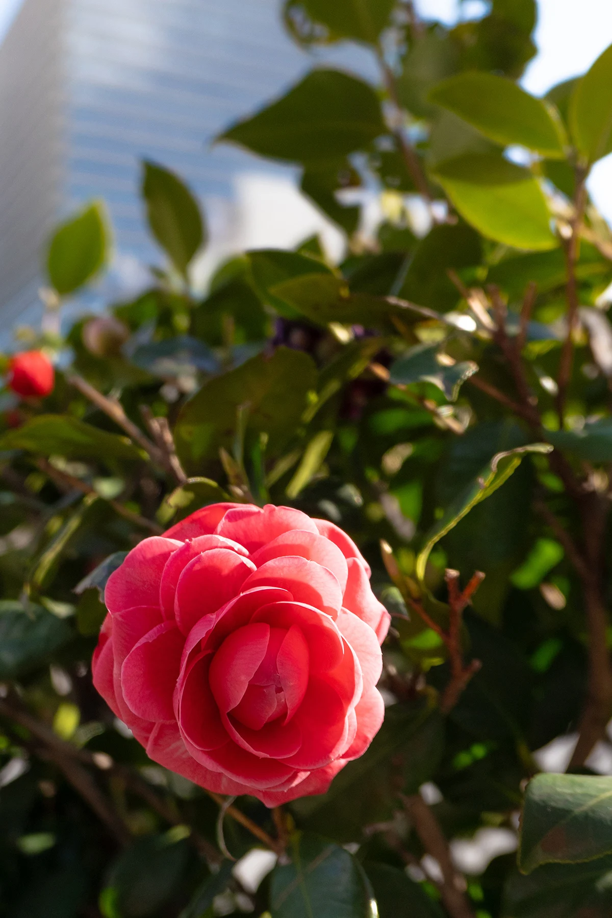 f2.2, 1/1600, ISO200, 30mm/ライカD-LUX8
