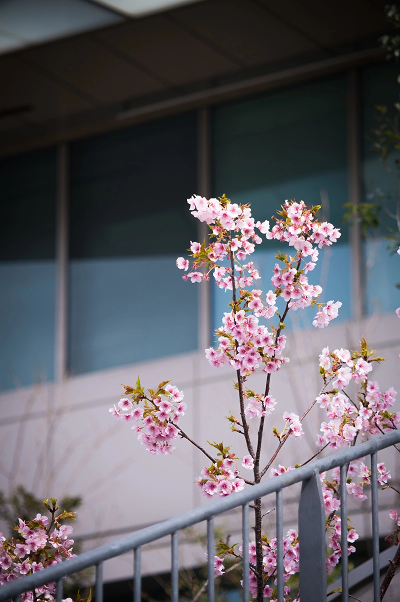 Carl Zeiss Jena Tele-Tessar K 18cm f6.3 ISO250, 0EV, f6.3, 1/500/ライカM EV1