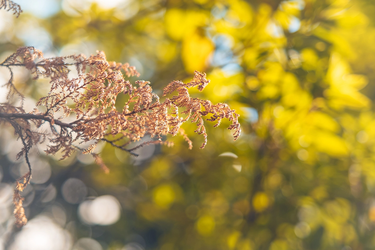 Leitz Elmarit 90 f2.8 ISO200, 0EV, f2.8, 1/750/ライカM EV1