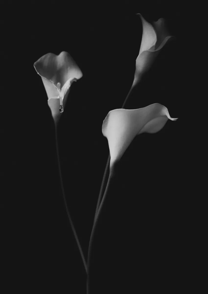 ©Hiroyuki Teruya