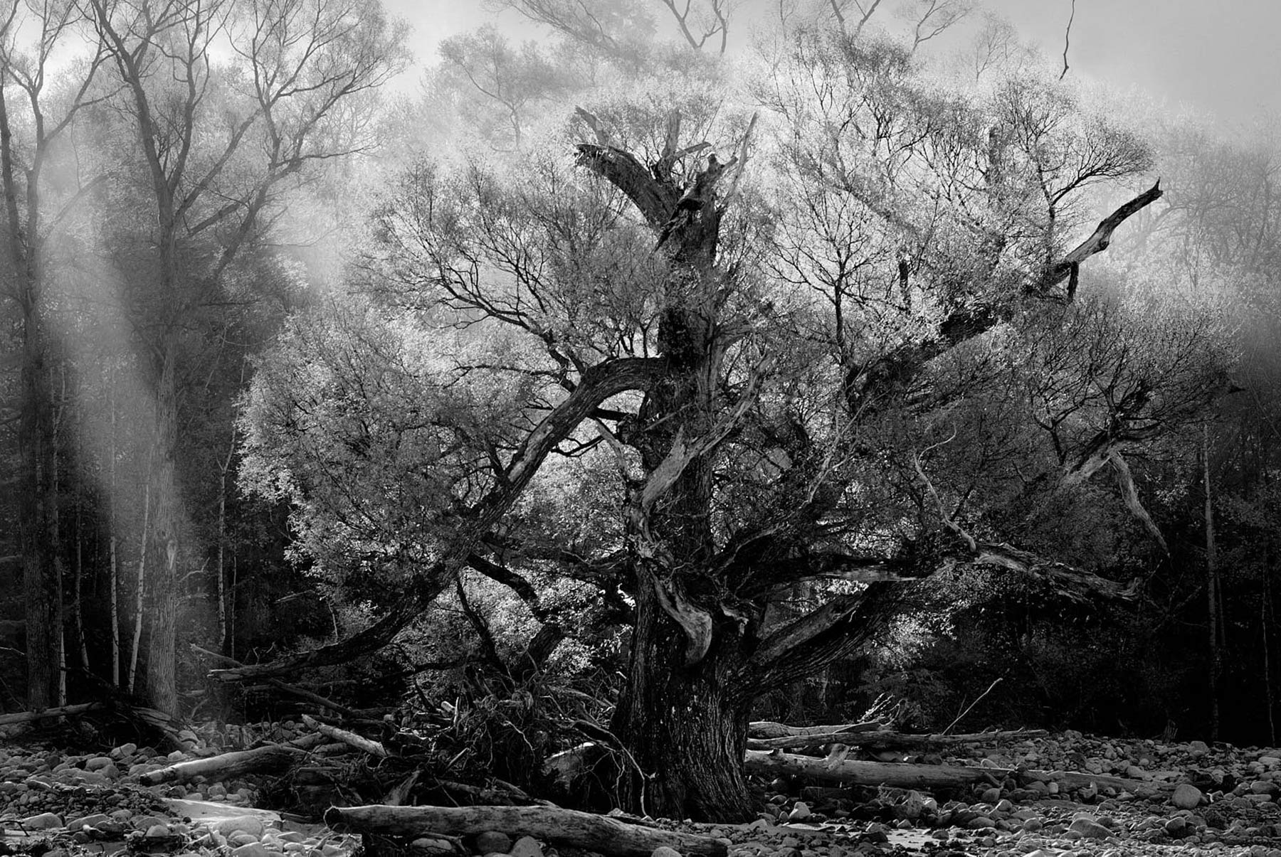 ©Makoto Takagi